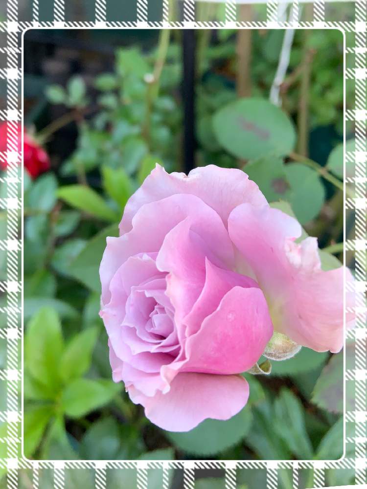小さな庭の画像 by くろもみじさん | 小さな庭とリベルラといいかおりと幸せとばら バラ 薔薇と薔薇愛同盟とバラの蕾と全部GSのせいだと京阪F&Gローズといい香りと小さな小さな庭と花のある暮らしとばら 薔薇 バラと三種の神器とバラのつぼみと薔薇の花