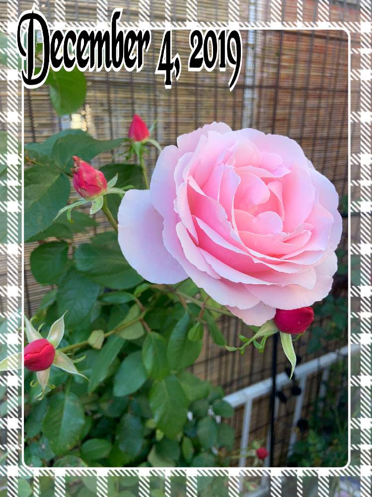 小さな庭の画像 by くろもみじさん | 小さな庭と薔薇 ビェドゥーと幸せとばら バラ 薔薇と素敵便と薔薇愛同盟と絞りのバラとつるバラとバラの蕾と全部GSのせいだとデルバールと小さな小さな庭と花のある暮らしとばら 薔薇 バラとななちち印と三種の神器とオベリスク仕立てとバラのつぼみと薔薇の花