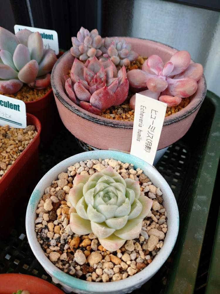 バルコニー/ベランダの画像 by さっつんさん | バルコニー/ベランダと多肉植物とピンク ぴんく Pinkと多肉大好きと紅葉する多肉と多肉のある暮らしと多肉初心者と可愛い♡