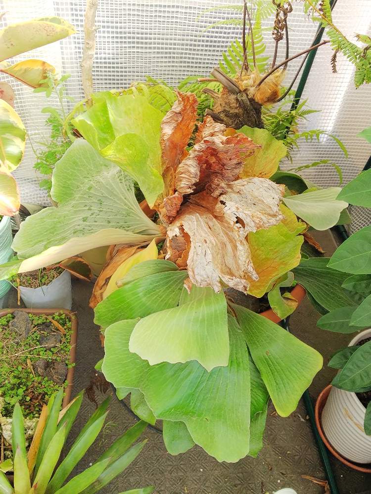バルコニー/ベランダの画像 by ましゅさん | バルコニー/ベランダとかわった植物とウラボシ科と胞子培養とシダの仲間とシダのある暮らしとシダ愛好会とビカクシダ属とビザールプランツ