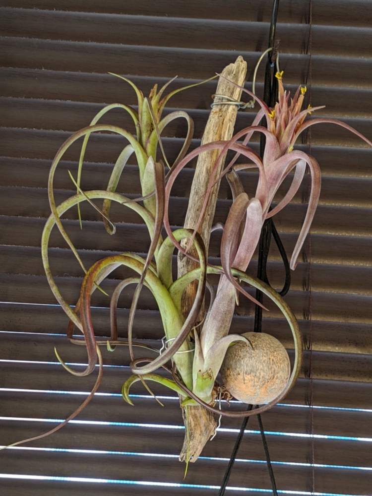 インテリアの画像 by sorahakuさん | インテリアとチランジア レッドファウンテンと着生植物と植物のある暮らしと吊り下げとブロメリアと紅葉する多肉と植中毒とチランジア属と癒し空間と多肉女子と花のある暮らしといやされるとエアプランツと根っこフェチとエアープランツ/チランジアと勉強中