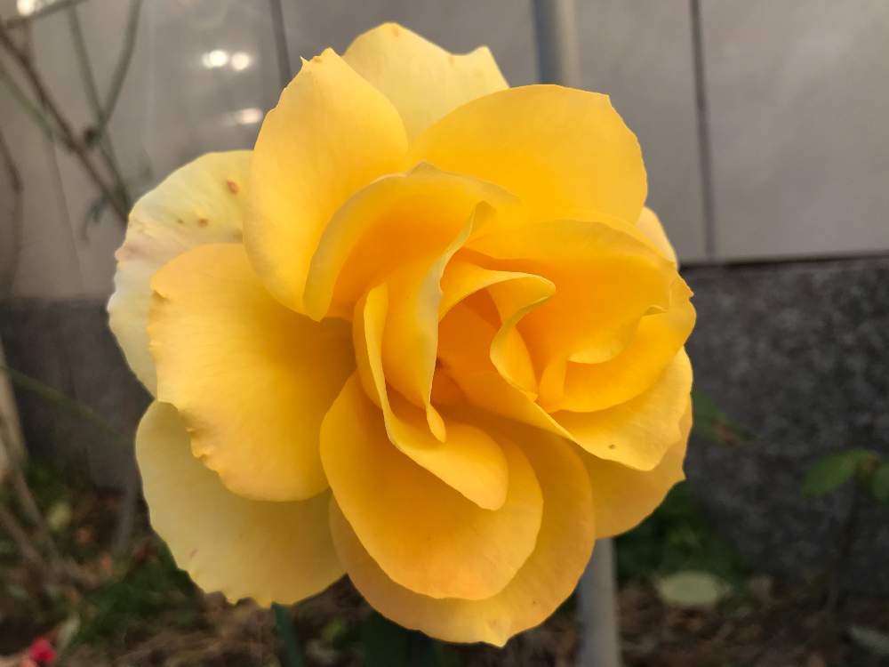 お出かけ先の画像 by ポチさん | お出かけ先と薔薇と水曜ローズショーとGS映えと黄色とビタミンカラーと職場にてと花のある暮らしと優しい色とiPhone撮影