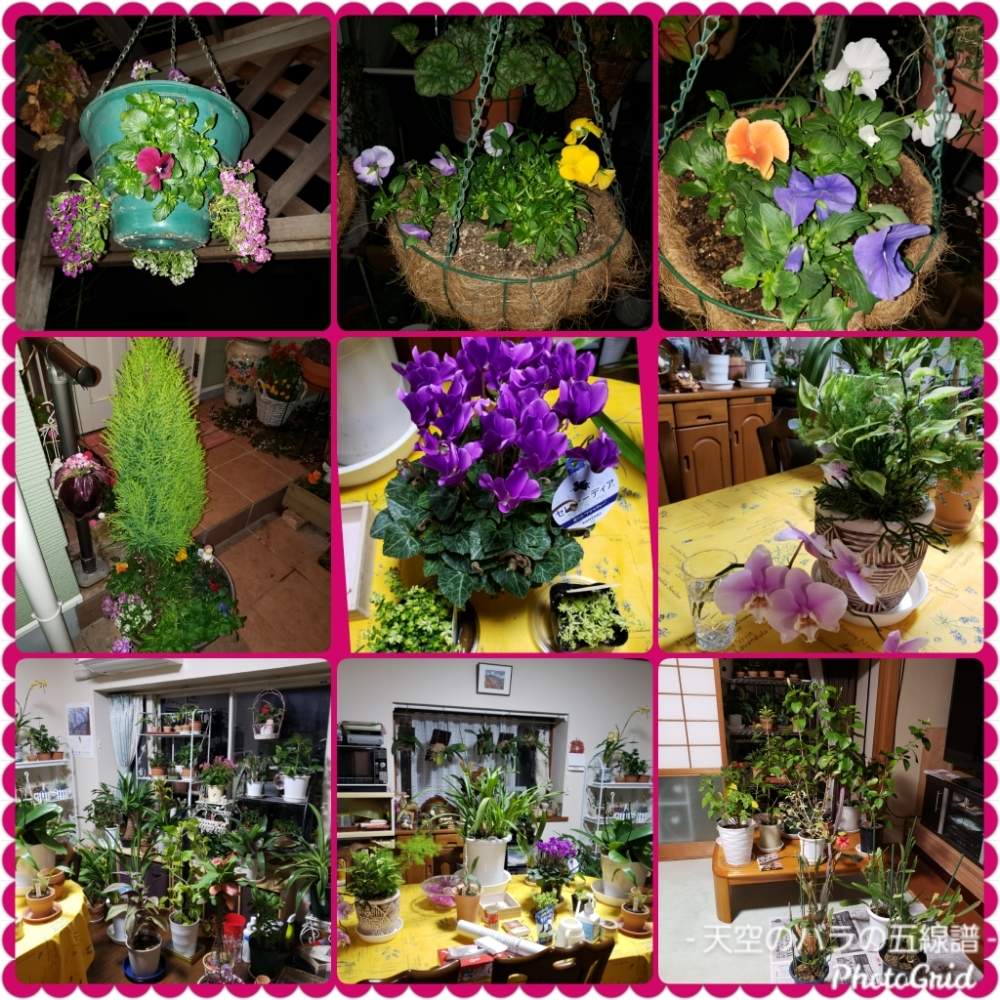 小さな庭の画像 by 天空のバラの五線譜さん | 小さな庭と多肉植物と観葉植物とビオラ・パンジーと立体的な庭造りとバーゴラとイングリッシュガーデンと ハイビスカスと花のある暮らしと花色癒し