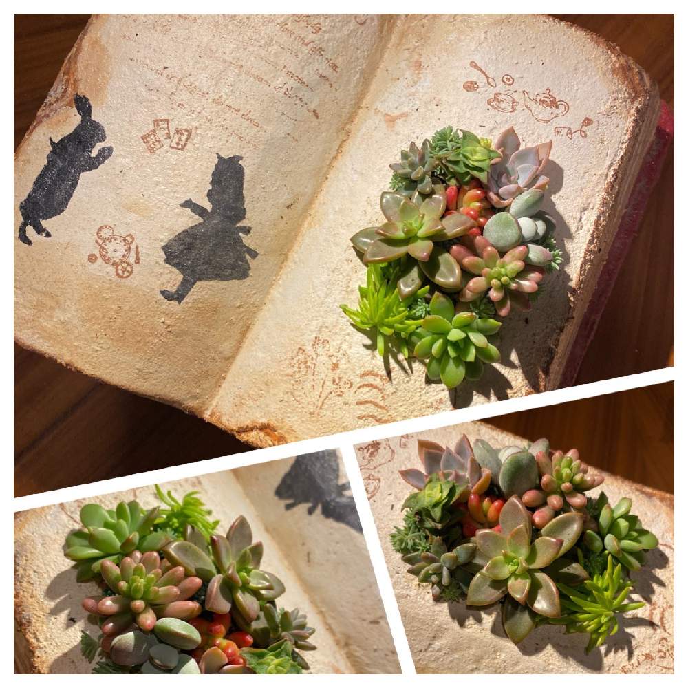 バルコニー/ベランダの画像 by tonさん | バルコニー/ベランダと多肉植物とプランターと寄せ植えと多肉女子とタニラーとDIYと多肉寄せ植えと多肉植物 エケベリア