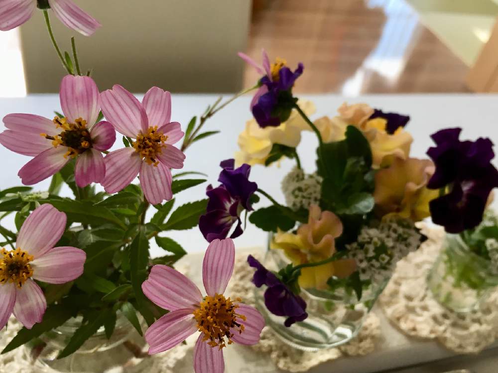 部屋の画像 by happy.°さん | 部屋とビオラとウィンターコスモス 舞姫と花のある暮らしと植中毒とお家の中で