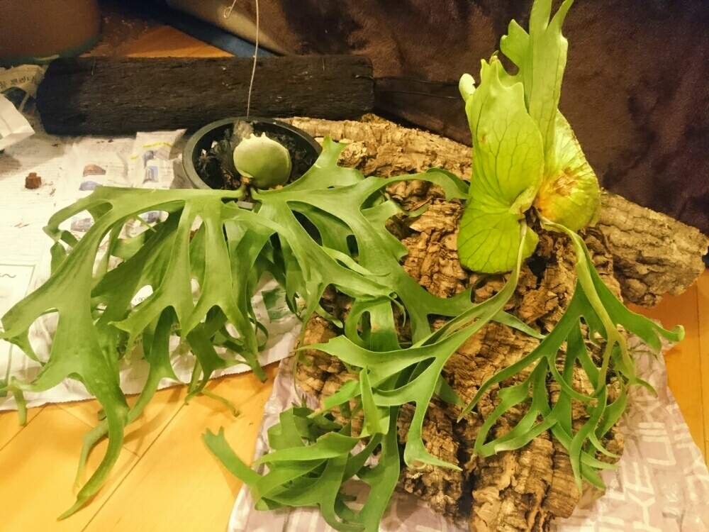 部屋の画像 by takumiさん | 部屋とコロナリウム フィリピネス ドワーフとコロナリウム シンフロンドとコロナリウム☆と コウモリラン と ビカクシダとP.コロナリウムとフィリピネスドワーフと珍奇植物