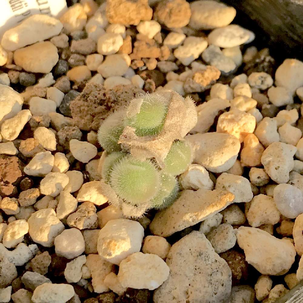 バルコニー/ベランダの画像 by たねさん | バルコニー/ベランダとコノフィツム ステファニーとConophytum stephanii ssp.helmutiiとコノフィツム ステファニー ヘルムティーと多肉植物と福岡とメセンと Conophytumとコノフィツム属とたねんちのメセン