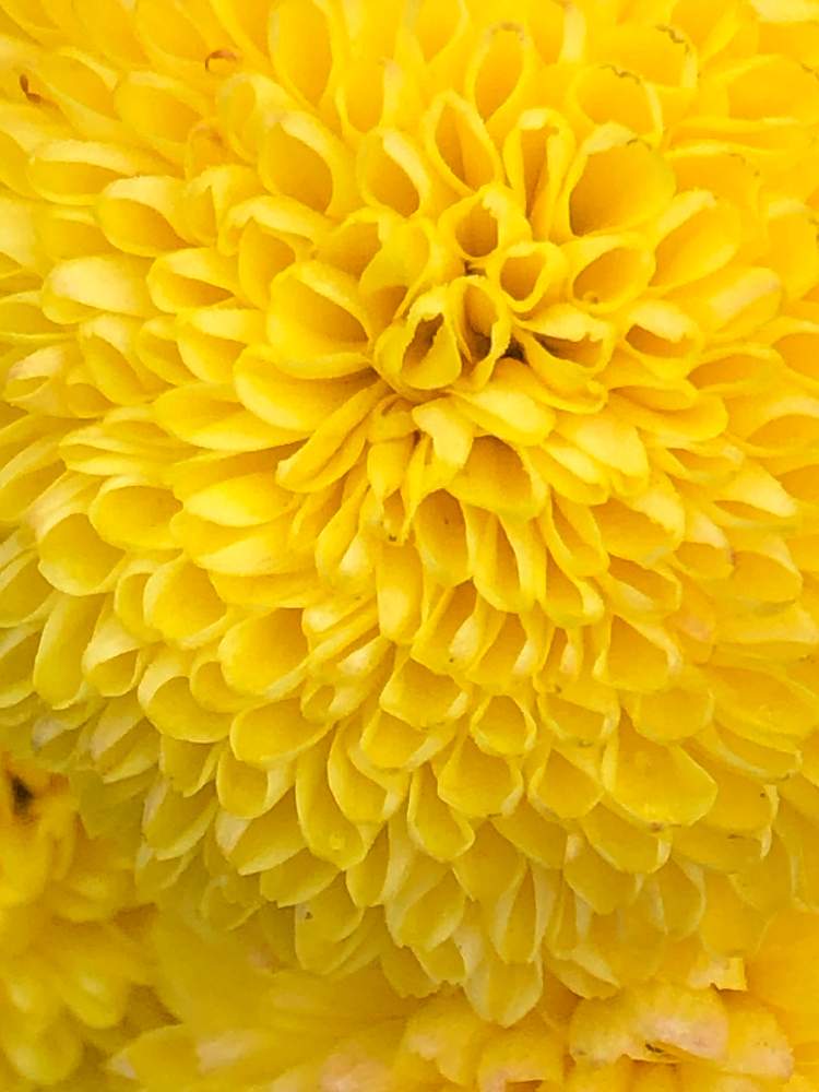 お出かけ先の画像 by はなとしさん | お出かけ先とやさしい香りの菊の花と微笑みの妖精とラッキーの創造と花の妖精とGS映えと花とつぼみのコラボと微笑みの呼びかけと元気の源と植物の笑顔と黄金の輝きと花のある暮らしとまばゆい輝きと偶然の出会いとチャンス到来と秋色の風