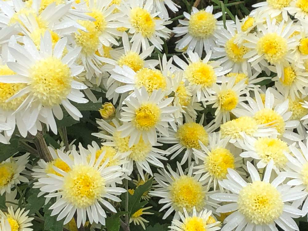 お出かけ先の画像 by はなとしさん | お出かけ先とやさしい香りの菊の花と微笑みの妖精とラッキーの創造と花の妖精とGS映えと花とつぼみのコラボと微笑みの呼びかけと元気の源と植物の笑顔と花のある暮らしとまばゆい輝きと偶然の出会いとチャンス到来と秋色の風