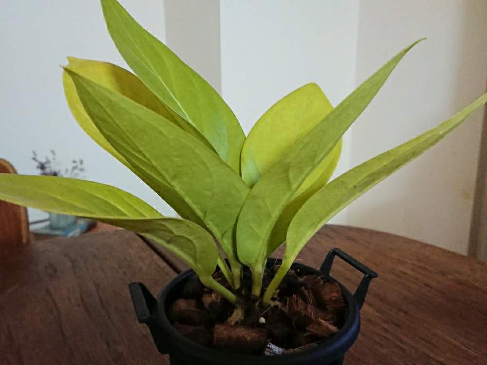 部屋の画像 by botanicallifeさん | 部屋とアンスリウム キングオブキングスと観葉植物とヤフオクとヤフオク産とリーフプランツとbota's アンス
