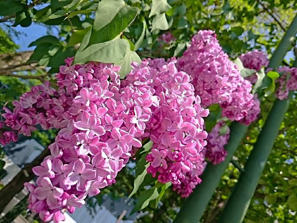 お出かけ先の画像 by toshi17さん | お出かけ先とライラックとしあわせ色とスマホ撮影とお写んぽと華やかとGS映えとピンクワールドと癒される♪と元気色と綺麗と鮮やか と今日の花と花のある暮らしとほっかいどー!とかわいいと花期錯誤