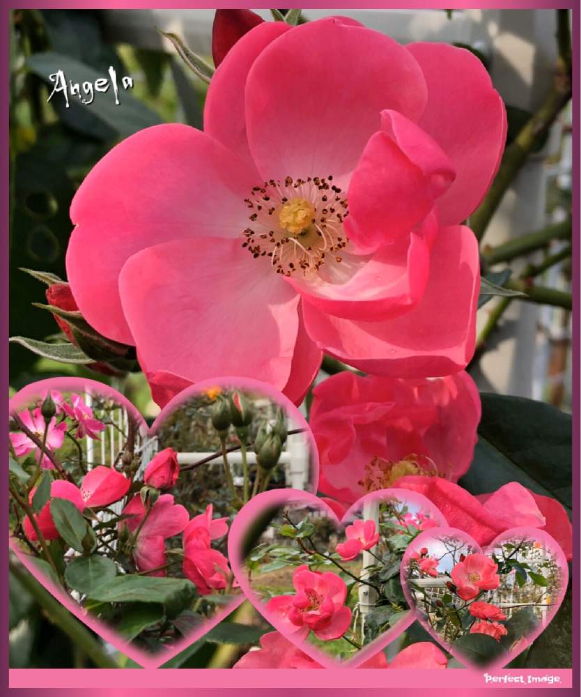 の画像 by kuuさん | 薔薇を楽しむ♡とかわいい♡と手作りの庭と癒しの時間♡♡とMy Garden✩.*˚と花のある暮らしと地植え