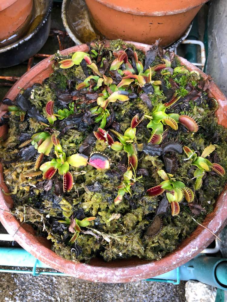 小さな庭の画像 by bukkieさん | 小さな庭とハエトリソウとボタニカルライフと植物男子と食虫植物と山野草男子と山野草と緑のある暮らしとガーデニングと花のある暮らし