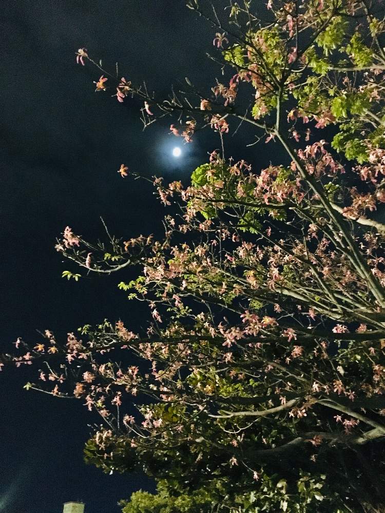お出かけ先の画像 by YONALINさん | お出かけ先とトックリキワタと哀悼のお花とひやみちか首里城!