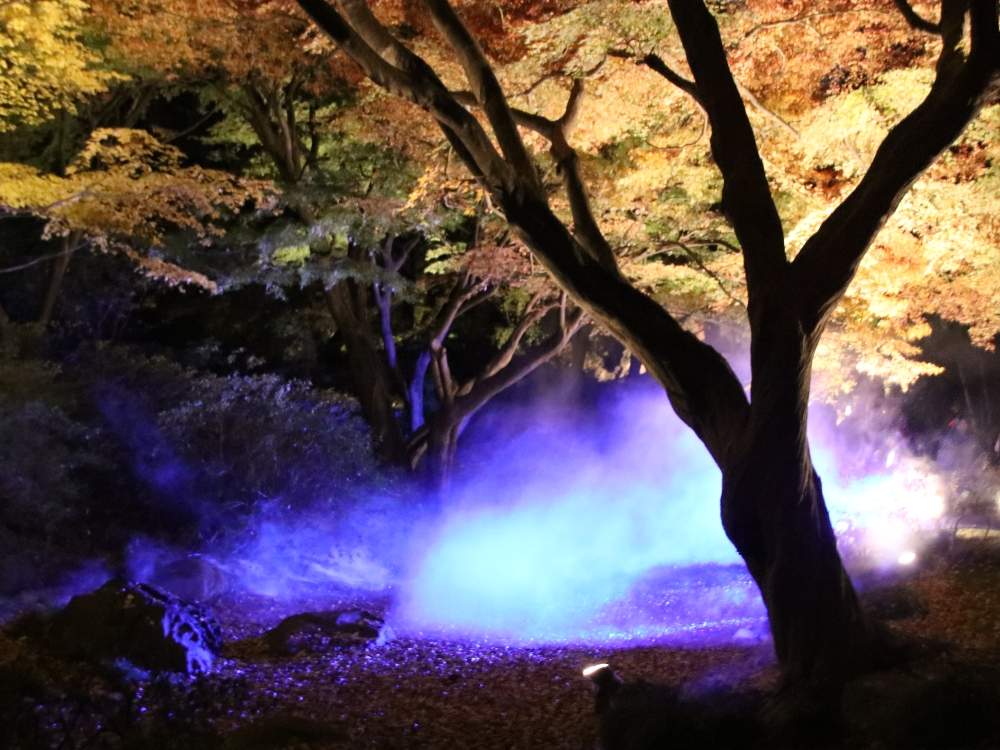お出かけ先の画像 by やまちゃん~旅~さん | お出かけ先と紅葉と都立庭園紅葉めぐりスタンプラリーと幻想的と六義園とスモークと紅葉ライトアップ