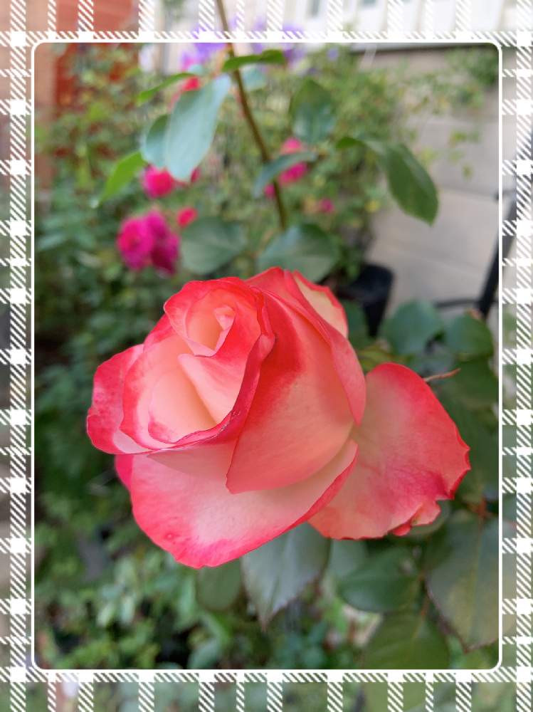 小さな庭の画像 by もみじさん | 小さな庭と薔薇 ノスタルジーとスィートチャリオットと覆輪といいかおりとノスタルジーと幸せとばら バラ 薔薇と薔薇愛同盟とバラの蕾と全部GSのせいだといい香りと小さな小さな庭と花のある暮らしとばら 薔薇 バラと三種の神器とスイートチャリオットとバラのつぼみと薔薇の花とミニ薔薇 スィートチャリオット