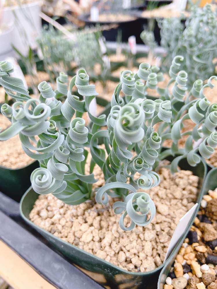 インテリアの画像 by はる succulents forestさん | インテリアとゲチリスと植物が好き♡と多肉女子と❤️いいね、ありがとうとタニラーと育てやすい多肉植物とGreenSnapmarcheと花のある暮らし