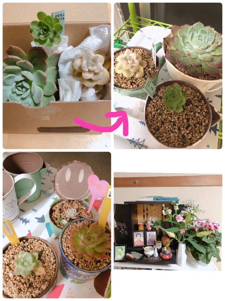 部屋の画像 by Rie.n.tさん | 部屋とお迎え多肉さん達と元気に育ってね(*´꒳`*)と可愛い~( ´艸`)♡と切り花と シクラメンと多肉初心者