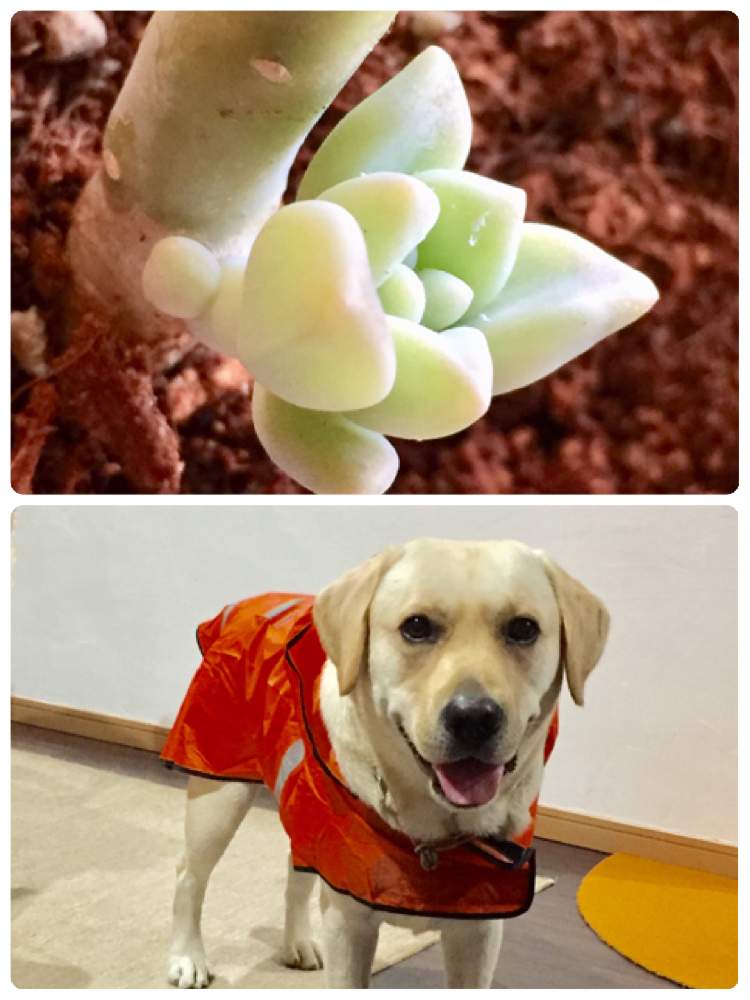 部屋の画像 by ミッチさん | 部屋とおぼろ月とロッキー3歳♂と多肉男子とたのしみ♡と植物のある暮らしとたのしみ~と緑のある暮らしと大きくな〜れ!とロッキーと元気に育て!とラブラドールと花のある暮らしと家庭菜園奮闘日記とGREEN UP!とすくすく育ってね♡と救出シリーズ