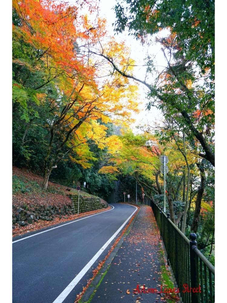 お出かけ先の画像 by toshi722さん | お出かけ先と岐阜県と川湊灯台と紅葉(こうよう)と長良川と晩秋と美濃市とうだつの上がる町並み