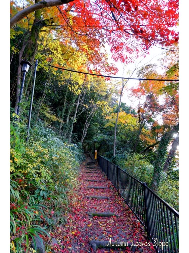 お出かけ先の画像 by toshi722さん | お出かけ先と岐阜県と川湊灯台と紅葉(こうよう)と長良川と晩秋と小道と美濃市とうだつの上がる町並み
