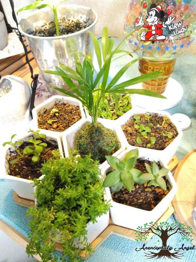 部屋の画像 by MANDARA△IDさん | 部屋とAnencephaly Angel~MANDARA△ID~とルーチェHSSCollect✨と*Succulent plant**多肉植物**と*Replanting**植え替え**
