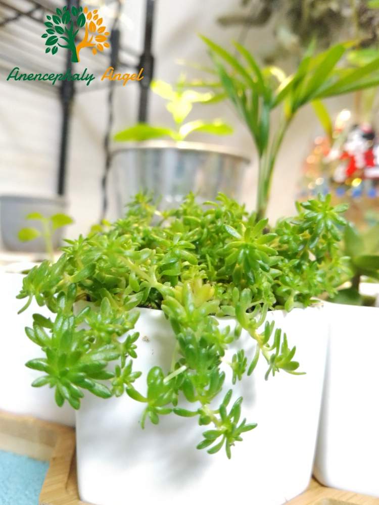 部屋の画像 by MANDARA△IDさん | 部屋と名前を教えて!とAnencephaly Angel~MANDARA△ID~とルーチェHSSCollect✨と*Succulent plant**多肉植物**と『単焦点レンズ』フォトコン
