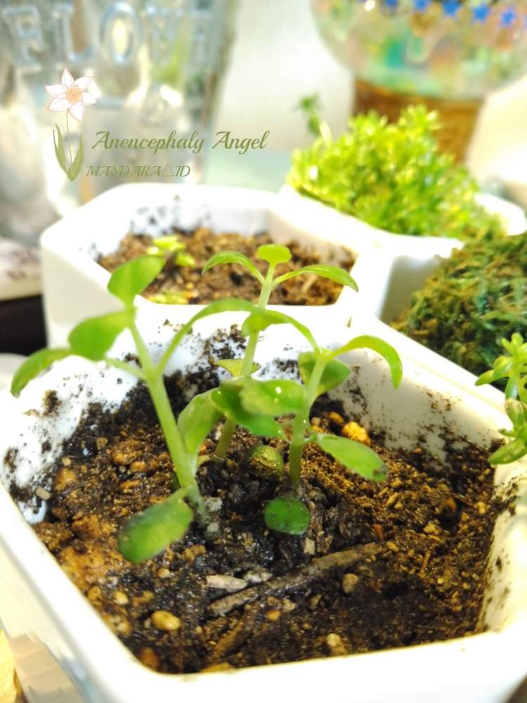 部屋の画像 by MANDARA△IDさん | 部屋とマザーリーフとルーチェHSSCollect✨と*Succulent plant**多肉植物**と『単焦点レンズ』フォトコン