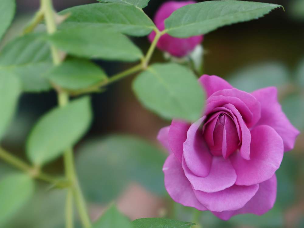 小さな庭の画像 by あおねこさん | 小さな庭とバラとバラ プラム・パーフェクトと薔薇愛同盟と『単焦点レンズ』フォトコン