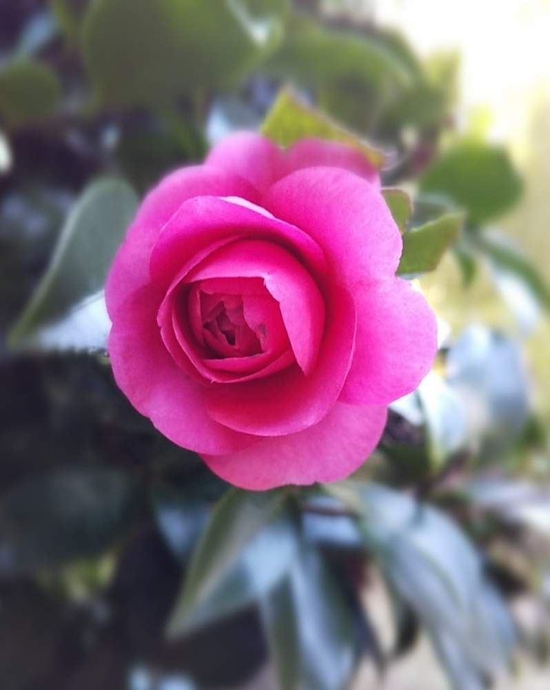 広い庭の画像 by たまごさん | 広い庭と山茶花と栃木市とピンクの花と職場とおおひら歴史民俗資料館と庭木と綺麗な花と花のある暮らしとかわいい花