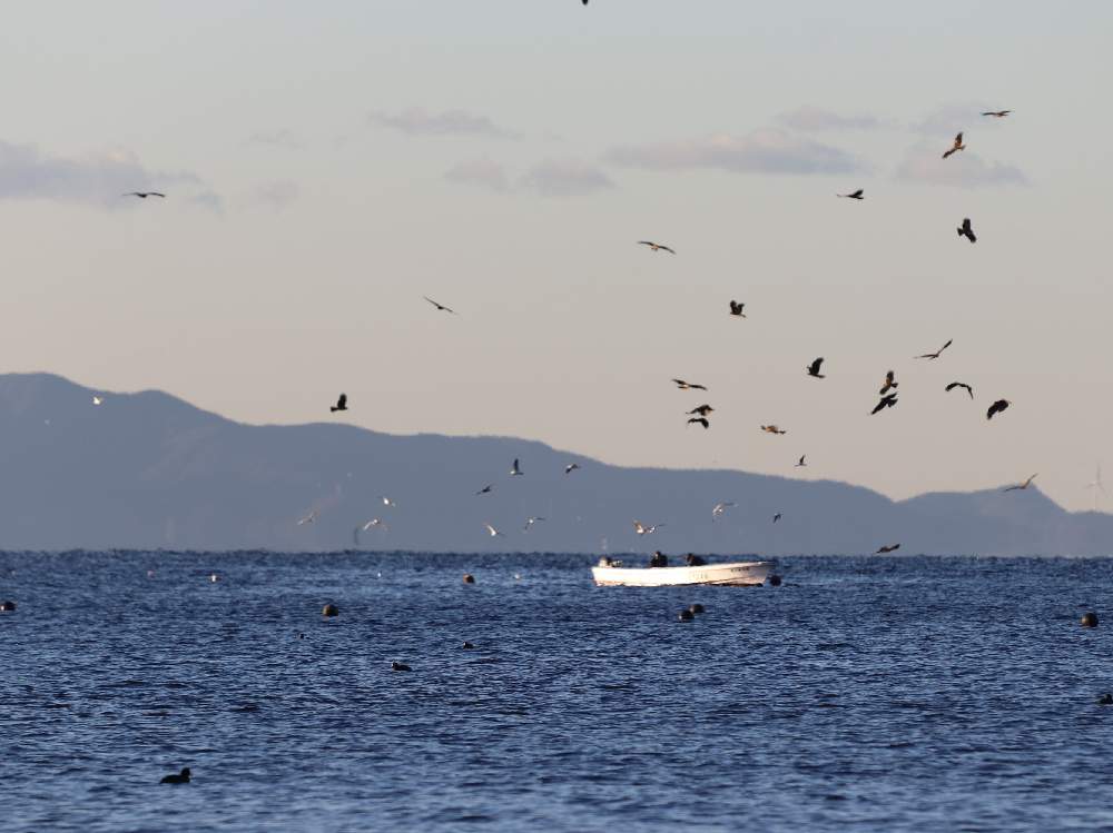 お出かけ先の画像 by チャーさん | お出かけ先と愛知県と野鳥観察とチャーさんのリポートとバードウォッチングとトビ(鳶)と季節の 便りと秋の姿とチャーさんの 里山歩きと竹島と実りと里山歩きと蒲郡クラッシックホテルと愛知県蒲郡市と植物観察と島の植物と三河湾国定公園と晩秋