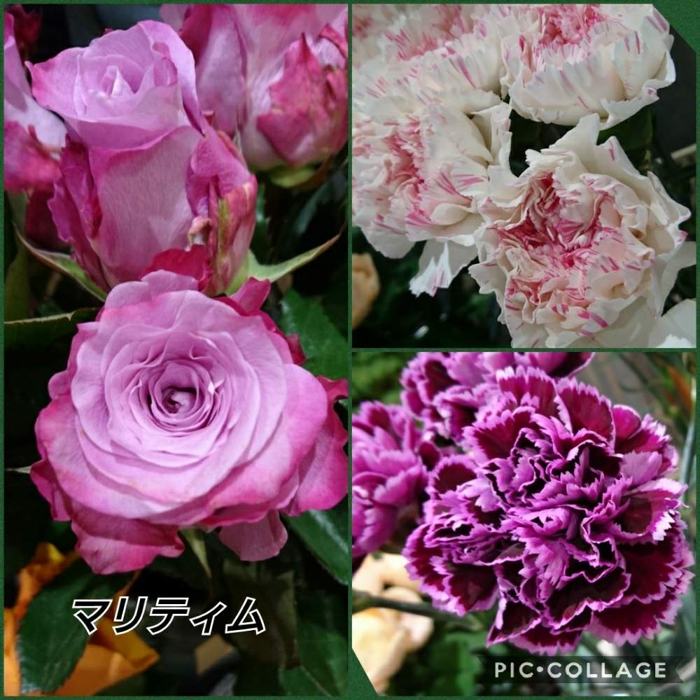 お出かけ先の画像 by トリトンさん | お出かけ先とカーネーションと薔薇と元気だしてとキュンキュン乙女倶楽部とありがとう♡とかわいい♡といやされる♡とありがとう♡嵐♡とピンク❤︎ピンクとGS映えとGS日和と台風お見舞いとキュンキュン乙女倶楽部No.183と台風19号被災者応援しますと神奈川県とばら 薔薇 バラとお花屋さん