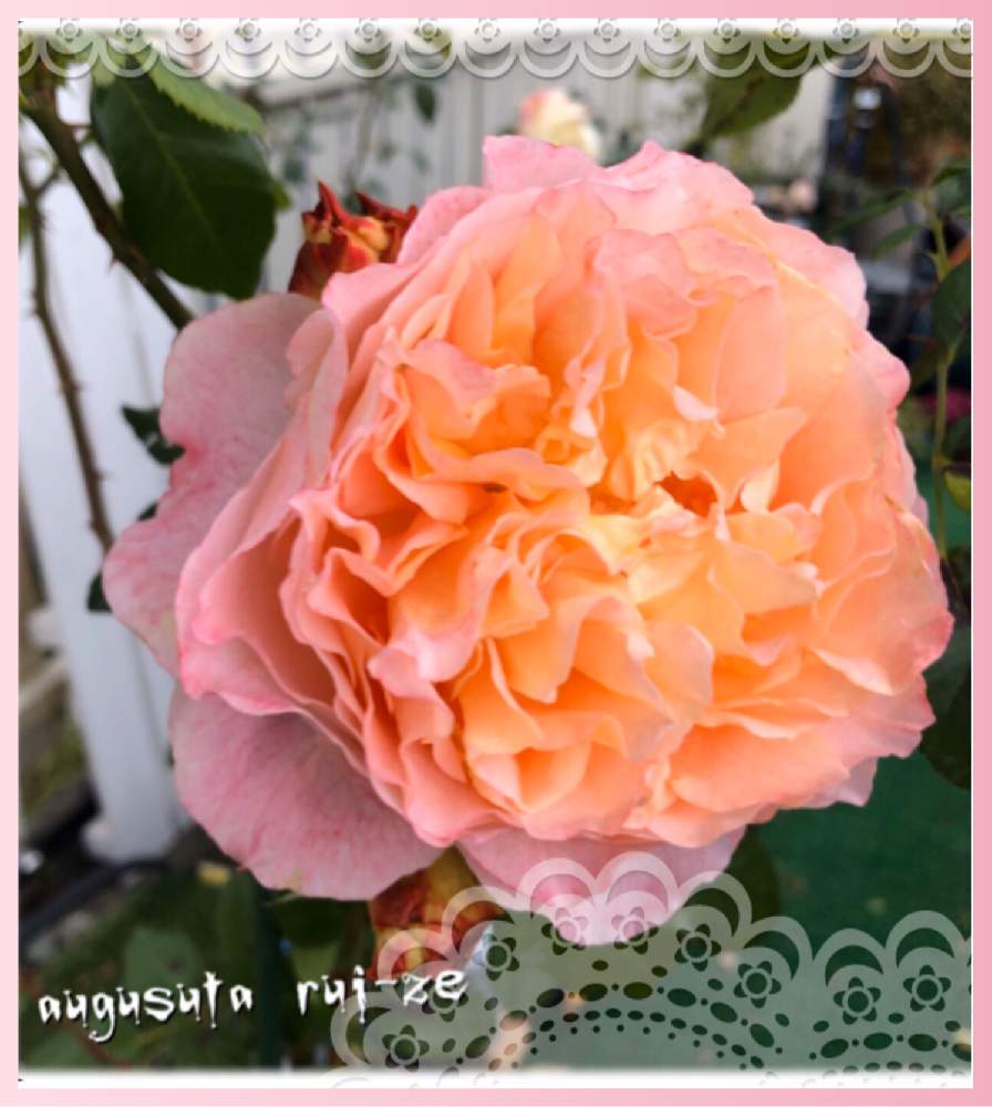 の画像 by kuuさん | 感謝 感謝 ❤と薔薇を楽しむ♡といいかおり(╹◡╹)と手作りの庭と華やかと癒しの時間♡♡と癒し空間とMy Garden✩.*˚と香りと花のある暮らしとやさしい気持ち