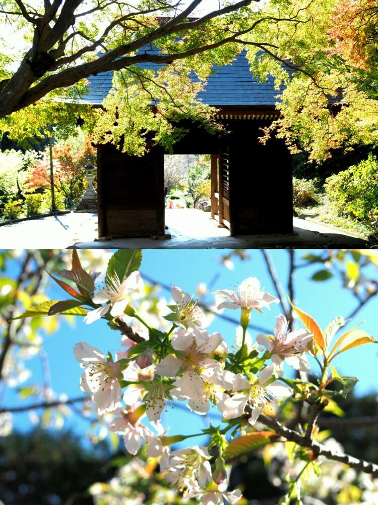お出かけ先の画像 by さやさん | お出かけ先とモミジとサクラと色づき始めとカメラ練習中とあと少し★ときれいと紅葉スポットと花のある暮らしと植物のある暮らし