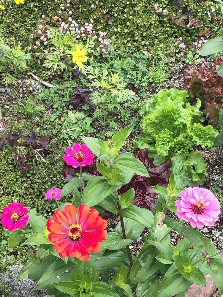 お出かけ先の画像 by ga-さん | お出かけ先とお散歩の途中とGreenが好きと寒いね〜と風冷た〜い!