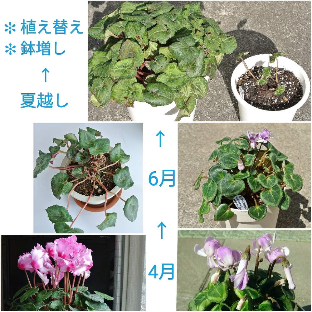 の画像 by あおぞらさん | シクラメンとガーデンシクラメンとはっぱと冬の花とピンク❤︎ピンクと植え替えと球根と多年草と八重咲きと鉢植えと成長記録とあおぞら編 まとめ ②