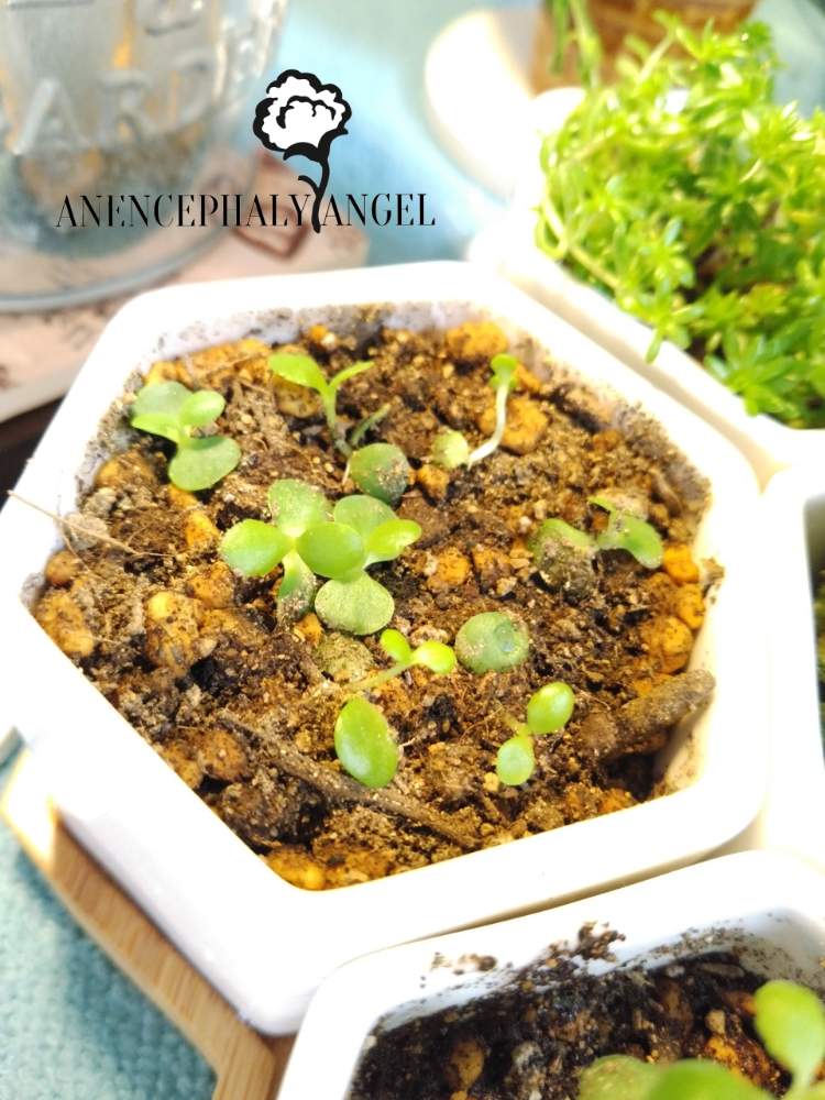 の画像 by MANDARA△IDさん | 子宝弁慶草とAnencephaly Angel~MANDARA△ID~とルーチェHSSCollect✨と*Succulent plant**多肉植物**