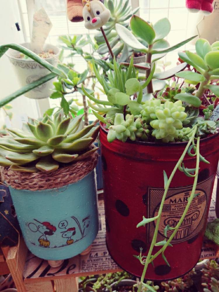 棚の画像 by ポコアポコさん | 棚と 虹の玉とオスクラリア琴爪菊と多肉植物 ビアホップとエケベリア・ミラとドルフィンネックレス♡と外さむい〜 ^ ^と植中毒と美空の鉾♥とバラと夢CLUBと 白牡丹と多肉女子とリメ缶・リメ鉢と銀杏木♡と可愛いと北海道とピーチフリデと花月☆と多肉寄せ植えと多肉初心者