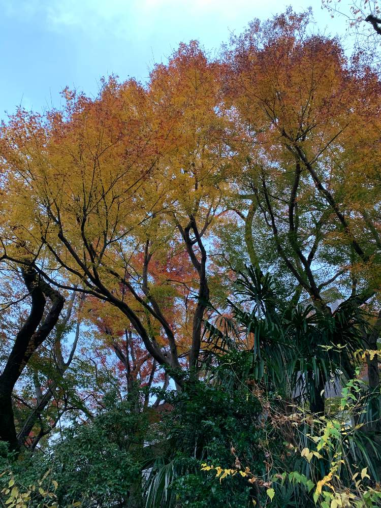 の画像 by 淳 こさん | この季節のと彩どりと元気をちょうだいな