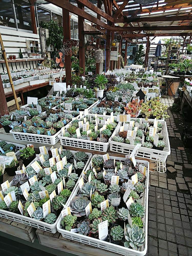 お出かけ先の画像 by ましゅさん | お出かけ先と多肉植物とハオルチア属とかわった植物