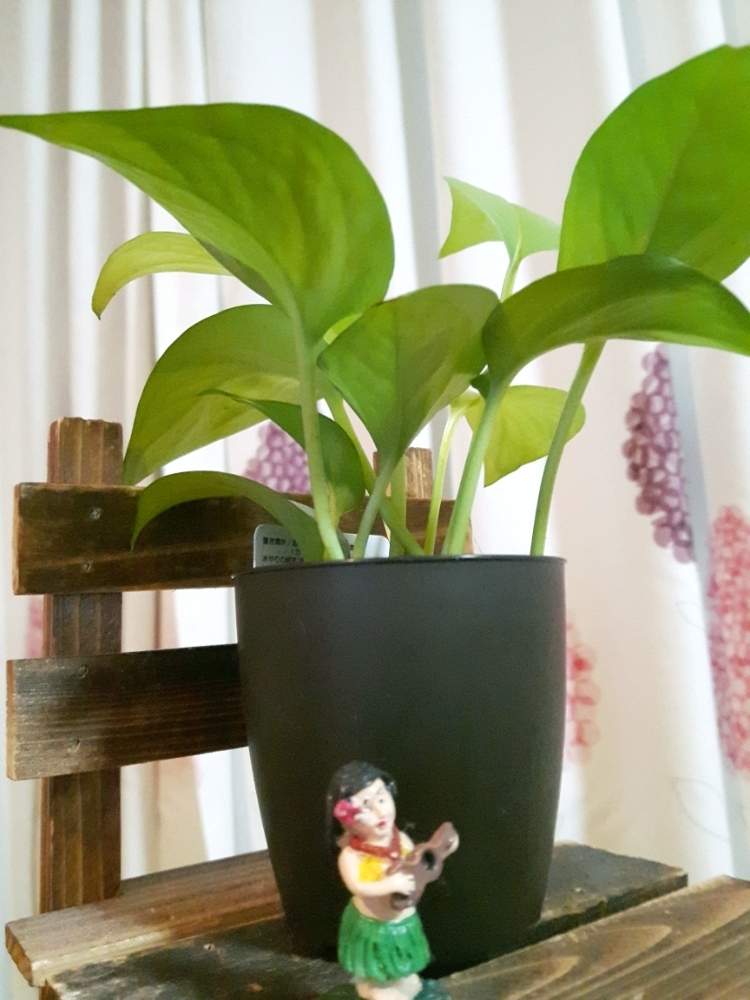 インテリアの画像 by バラリーナさん | インテリアとポトスとボタニカルとカラーリーフと観葉植物とハワイアン スタイルと沖縄と熱帯花木とナチュラルガーデンとグリーングリーン♪と植物中毒とホームセンターとハワイと花のある暮らしとグリーンリーフと熱帯植物とGREEN UP!