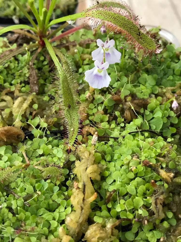 バルコニー/ベランダの画像 by 必勝社さん | バルコニー/ベランダと青花ウサギゴケと植物男子と食虫植物と食虫植物 ウサギゴケと食虫植物のある暮らしとGS映えとGS日和と植中毒と今日の一枚と関西食虫植物愛好会と珍奇植物と珍しい植物と花のある暮らしとアウトドアリビングと食虫植物広め隊とバルコニスト