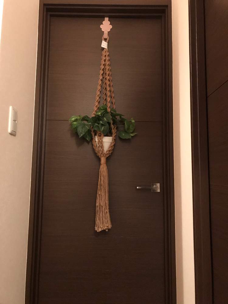 インテリアの画像 by おがgreenさん | インテリアと植物男子と母強しと高橋製作所とプラントハンガーと原澤園芸と母は強しと造花のポトスと千葉県人会