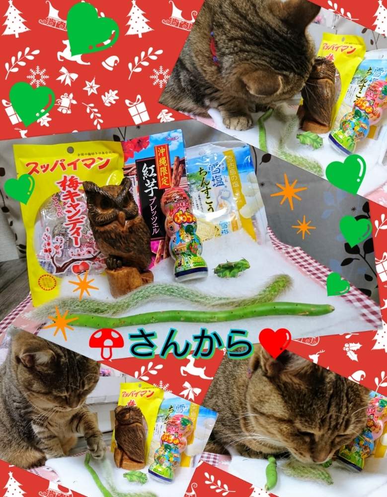 部屋の画像 by のりっぺさん | 部屋と冬近し(^o^;)と素敵な贈り物♥️と朝晩…寒っ (((^^;)ときのこさんのフクロウとタニラーと寒すぎて心配(-""-;)と花のある暮らしと多肉ちゃん初心者と楽しい園芸o(^o^)oとバルコニストとにゃんこの悪戯(^。^;)