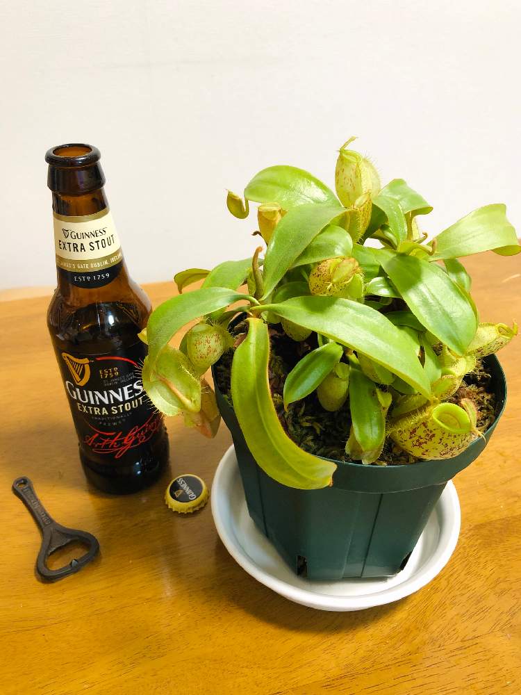 部屋の画像 by フミヤンさん | 部屋と食虫植物とネペンテス、アンプラリア