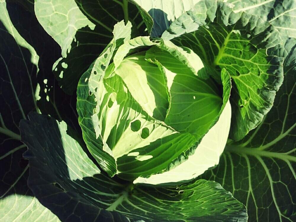 畑の画像 by leeさん | 畑とキャベツとグリーン!グリーン!グリーン!と初収穫とno green no lifeと植中毒と家庭菜園奮闘日記とGREEN UP!と山の庭で