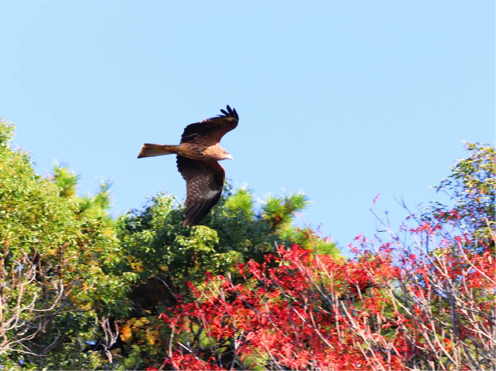 お出かけ先の画像 by チャーさん | お出かけ先と愛知県と野鳥観察とチャーさんのリポートとバードウォッチングとトビ(鳶)とチャーさんの 里山歩きとハゼの木と秋の風物詩と実りと里山歩きと蒲郡クラッシックホテルと愛知県蒲郡市と晩秋