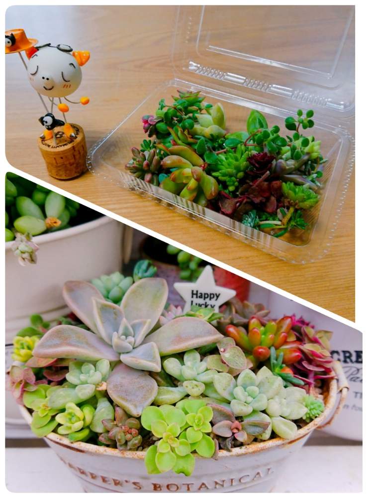 玄関の画像 by ママりんさん | 玄関と多肉植物とカット苗と癒し❤と花のある暮らしと多肉寄せ植えとハピコロちゃんとかわいい❤