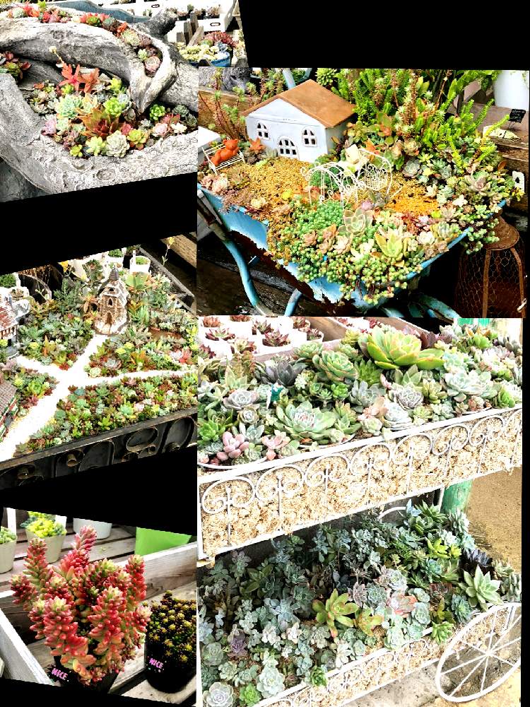 お出かけ先の画像 by SABOTEN(•Ӫ•)さん | お出かけ先と可愛いすぎる〜と多肉大好きと寄せ植えとグリーンテラス葉山とGSのみなさんに感謝♡とお出かけ先♡︎ʾʾと可愛い〜♡と草とも-wとプチ家出とご縁に感謝と花のある暮らしとお花大好き❤とお散歩とやばい♡と横須賀