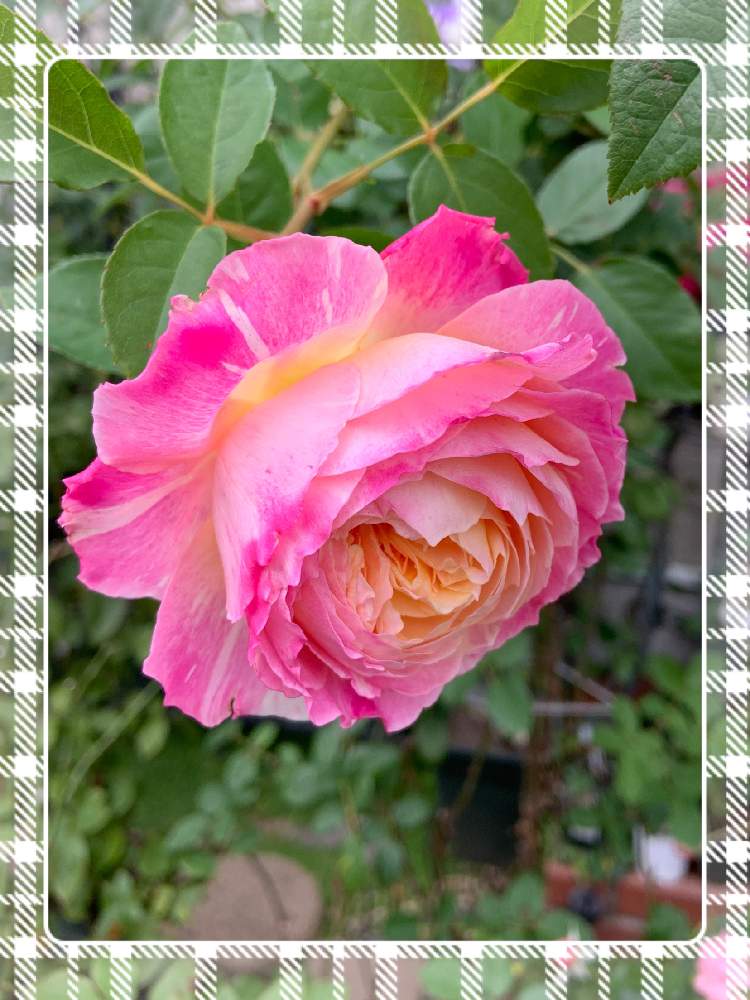 小さな庭の画像 by くろもみじさん | 小さな庭とバラ クロードモネと覆輪と幸せとばら バラ 薔薇と薔薇愛同盟と絞りのバラとバラの蕾と全部GSのせいだとデルバールとクロード・モネと小さな小さな庭と花のある暮らしとばら 薔薇 バラと三種の神器と薔薇の花